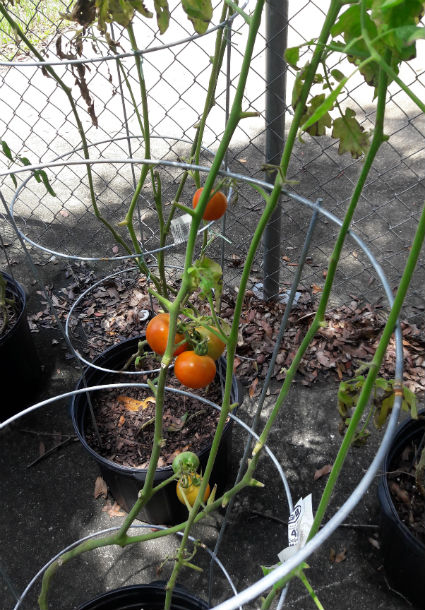 Tomatoes, Abe Lincoln